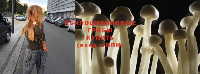 Галлюциногенные грибы Psilocybe  Дрезна 